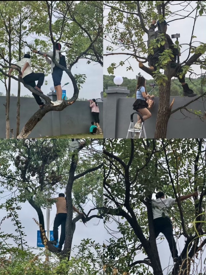 entit, 可能包括但, 印发的